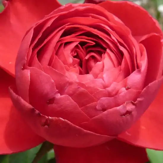 Comanda trandafiri online - Roșu - trandafir teahibrid - fără parfum - Rosa Produs nou - Alain Meilland - ,-